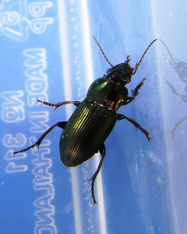 Solito Harpalus distinguendus?